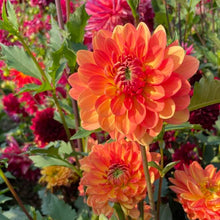 Load image into Gallery viewer, Fire Pot Dahlia Tuber - FPT