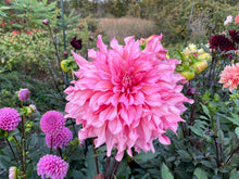 Load image into Gallery viewer, Islander Dahlia Tuber - ISL