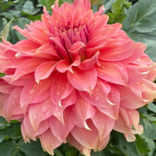 Load image into Gallery viewer, Fairway Spur Dahlia Tuber - FWS