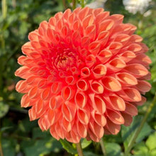 Load image into Gallery viewer, Jowey Linda Dahlia Tuber - JWYL