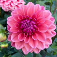 Load image into Gallery viewer, Bowser Tash Dahlia Tuber - BWTS