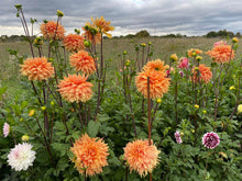 Load image into Gallery viewer, Ben Houston Dahlia Tuber - BHOS