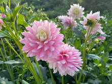 Load image into Gallery viewer, Chilson's Pride Dahlia Tuber - CHIL