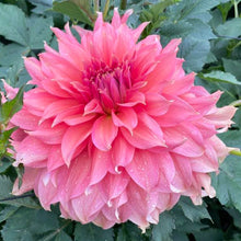 Load image into Gallery viewer, Fairway Spur Dahlia Tuber - FWS