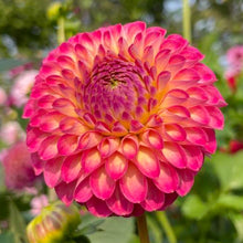 Load image into Gallery viewer, Camano Mordar Dahlia Tuber - CMNM