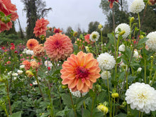 Load image into Gallery viewer, Ferncliff Copper Dahlia Tuber - FCOP (5 Pack)