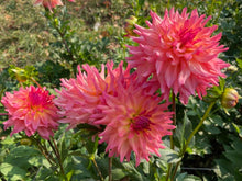 Load image into Gallery viewer, Just Peachy Dahlia Tuber - JSTP