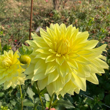 Load image into Gallery viewer, Harvest Moon Dahlia Tuber - HVMN