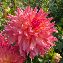 Load image into Gallery viewer, Just Peachy Dahlia Tuber - JSTP
