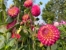 Load image into Gallery viewer, Camano Mordar Dahlia Tuber - CMNM