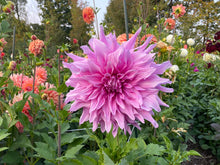 Load image into Gallery viewer, Pennsgift Dahlia Tuber - PNNG