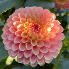Load image into Gallery viewer, Jowey Paula Dahlia Tuber - JWYP