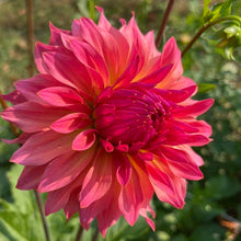 Load image into Gallery viewer, Just Peachy Dahlia Tuber - JSTP