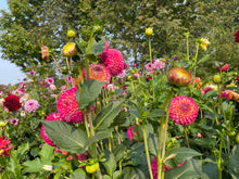 Load image into Gallery viewer, Camano Mordar Dahlia Tuber - CMNM