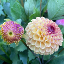 Load image into Gallery viewer, Ferncliff Spice Dahlia Tuber - FSP