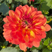 Load image into Gallery viewer, Fire Pot Dahlia Tuber - FPT