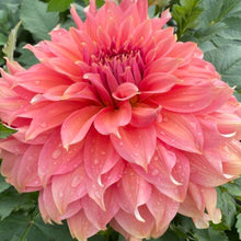 Load image into Gallery viewer, Fairway Spur Dahlia Tuber - FWS