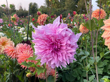 Load image into Gallery viewer, Pennsgift Dahlia Tuber - PNNG