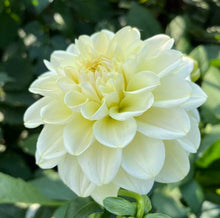 Load image into Gallery viewer, Caramel Antique Dahlia Tuber - CRAN