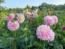 Load image into Gallery viewer, Chilson's Pride Dahlia Tuber - CHIL
