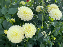 Load image into Gallery viewer, Caramel Antique Dahlia Tuber - CRAN