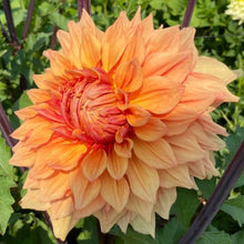 Load image into Gallery viewer, Ben Houston Dahlia Tuber - BHOS