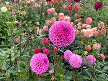 Load image into Gallery viewer, Sir Richard Dahlia Tuber - RICH