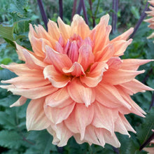 Load image into Gallery viewer, Ben Huston Dahlia Tuber - BNHS