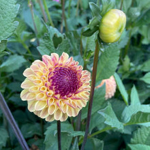 Load image into Gallery viewer, Ferncliff Spice Dahlia Tuber - FSP