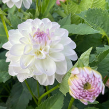 Load image into Gallery viewer, Eveline Dahlia Tuber - EVE