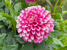 Load image into Gallery viewer, Fuzzy Wuzzy Dahlia Tuber - FUZZ