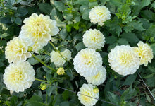 Load image into Gallery viewer, Caramel Antique Dahlia Tuber - CRAN