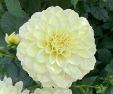 Load image into Gallery viewer, Caramel Antique Dahlia Tuber - CRAN