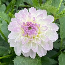 Load image into Gallery viewer, Eveline Dahlia Tuber - EVE