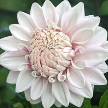 Load image into Gallery viewer, Natalie's Dress Dahlia Tuber - NATD (Limit 1)