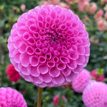 Load image into Gallery viewer, Sir Richard Dahlia Tuber - RICH