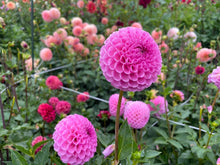 Load image into Gallery viewer, Sir Richard Dahlia Tuber - RICH