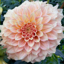 Load image into Gallery viewer, Bracken Sarah Dahlia Tuber - BRKSR