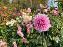 Load image into Gallery viewer, Lavender Perfection Dahlia Tuber - LVPN
