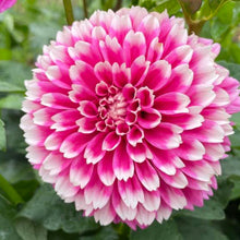 Load image into Gallery viewer, Fuzzy Wuzzy Dahlia Tuber - FUZZ