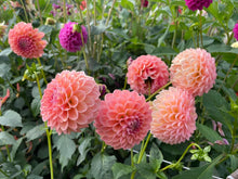 Load image into Gallery viewer, Nathalie G Dahlia Tuber - NATG
