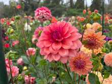 Load image into Gallery viewer, Bowser Tash Dahlia Tuber - BWTS