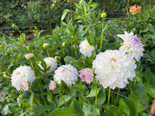 Load image into Gallery viewer, Eveline Dahlia Tuber - EVE