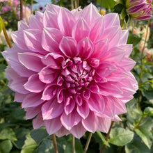 Load image into Gallery viewer, Lavender Perfection Dahlia Tuber - LVPN