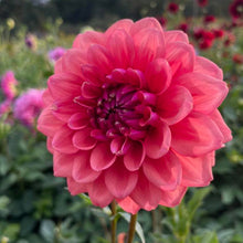 Load image into Gallery viewer, Bowser Tash Dahlia Tuber - BWTS