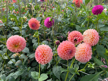 Load image into Gallery viewer, Nathalie G Dahlia Tuber - NATG