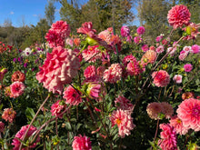 Load image into Gallery viewer, Bowser Tash Dahlia Tuber - BWTS