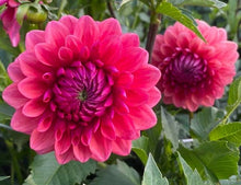 Load image into Gallery viewer, Bowser Tash Dahlia Tuber - BWTS