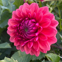 Load image into Gallery viewer, Bowser Tash Dahlia Tuber - BWTS
