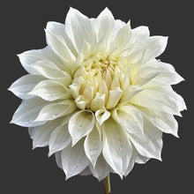 Load image into Gallery viewer, Ash Hilly Dahlia Tuber - ASHH